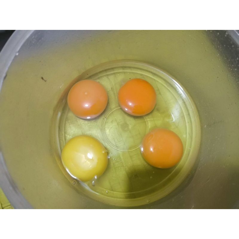 

telur 4 warna
