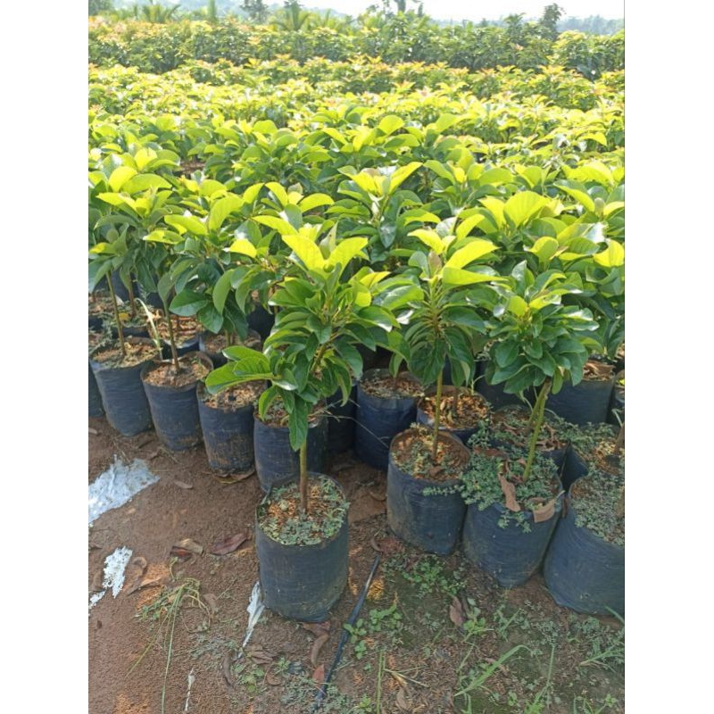 bibit tanaman alpukat miki sudah batang besar