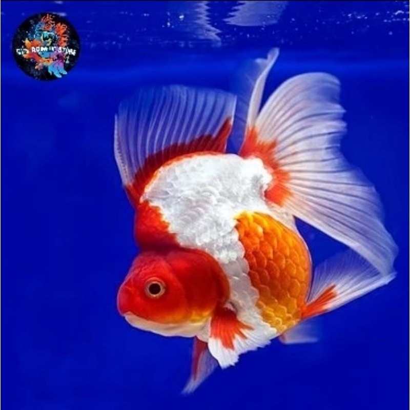 Hiasan Aquarium Koki Ryukin RW Grade A