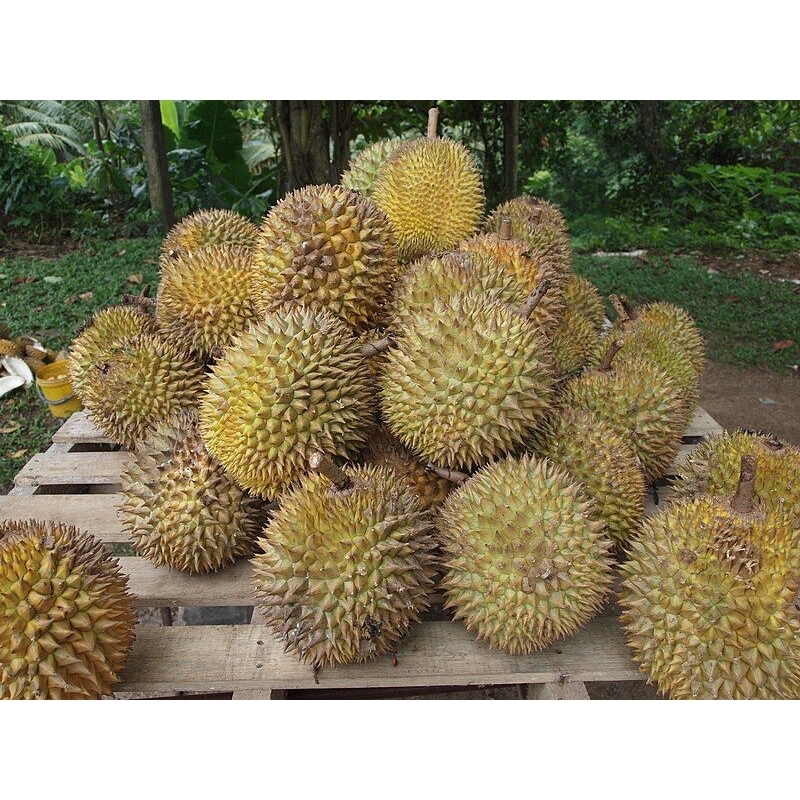 

durian baru jatuh