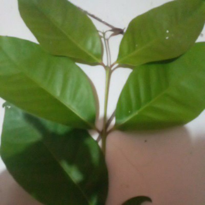 

daun salam segar100helai
