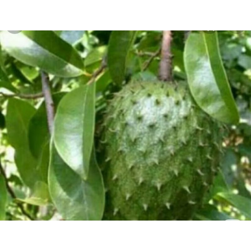 

daun sirsak segar obat herbal yg alami 100lbr