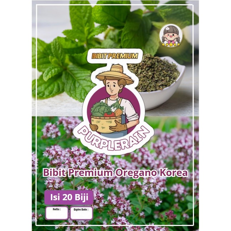 Bibit Premium Oregano Korea | Benih Oregano Korea
