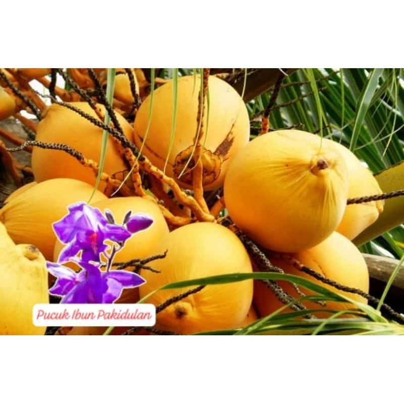

kelapa muda /klp gading 1 pcs