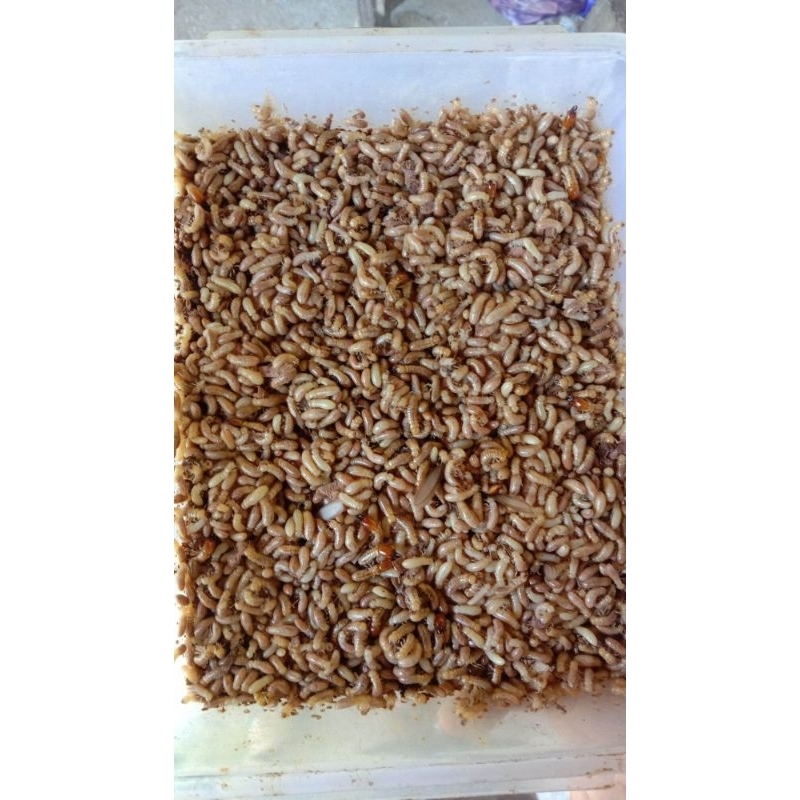 POA / RENGAS / RANGAS / RAYAP UMPAN GACOR IKAN WADER BETOK NILA