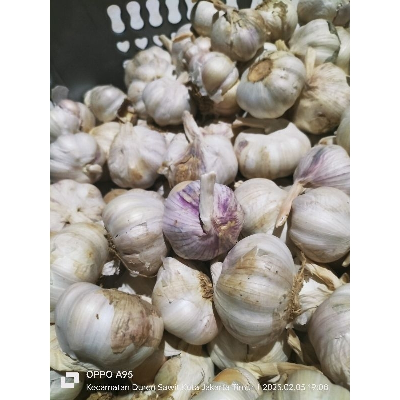 

Bawang Putih Kating Kotor Bonggolan Rasa yang Khas Kualitas yang Terjamin 100 gram