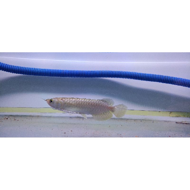 Arowana Pino 15cm