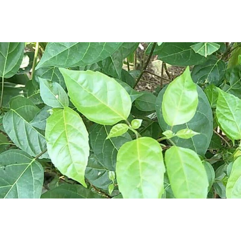 

murah daun singkil segar (300g)