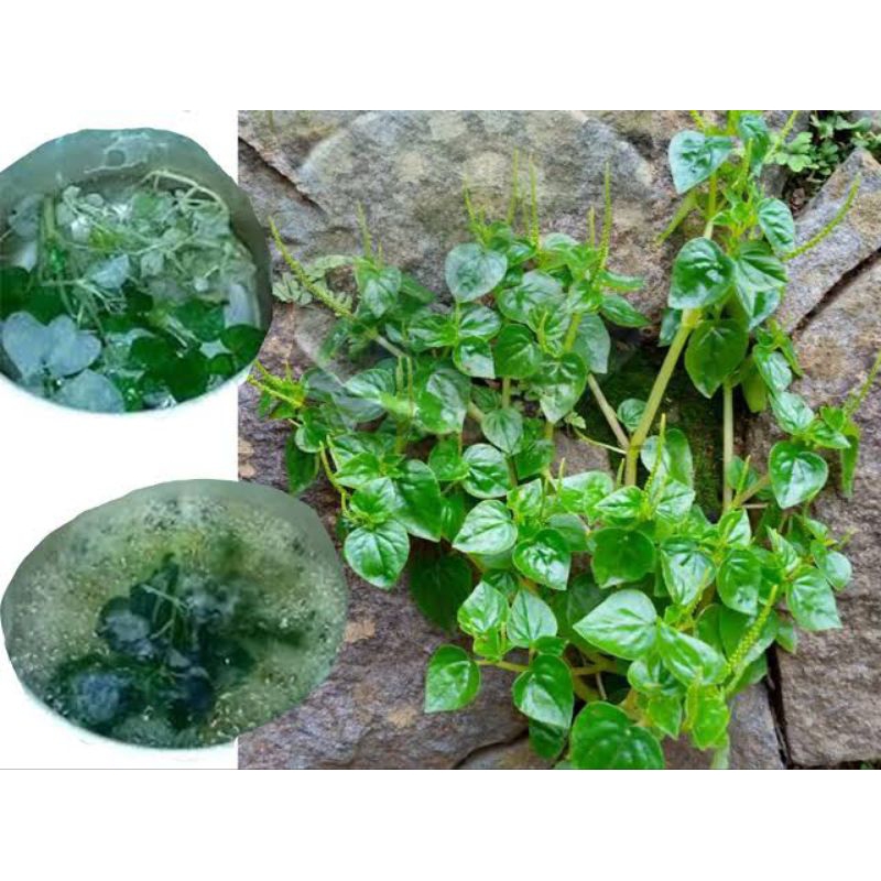 

murah daun sirih cina/ketumpang air (500g)