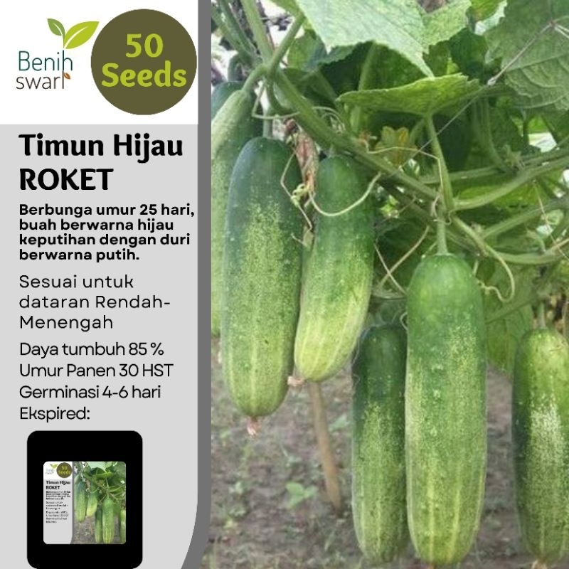 Isi 50 Butir Benih TIMUN ROKET hijau keputihan