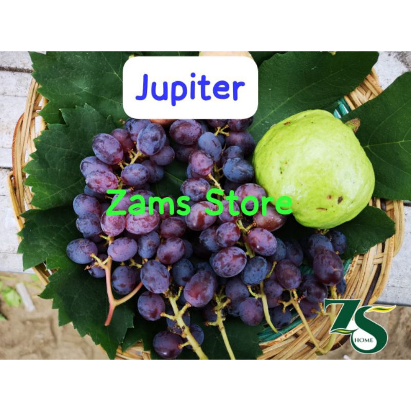 

Anggur Jupiter 60cm-100cm ( Khusus Instant PKU)