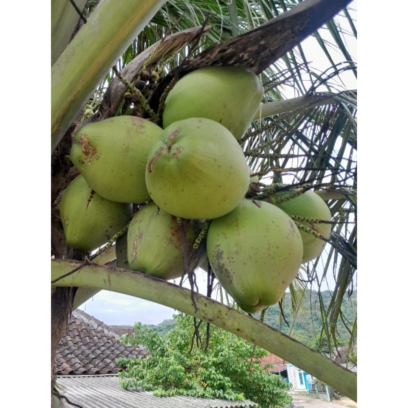 

kelapa muda segar