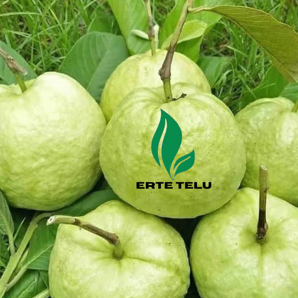 

Jambu Kristal kebumen 1kg 6-7 biji Jambu kristal non biji Manis renyah Jambu fresh tanpa biji