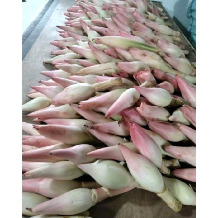 

bunga kuncup kecombrang segar per 1kg