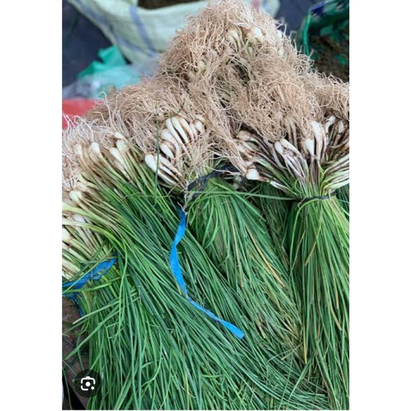 

lokio/bawang batak/cucay 500 gram