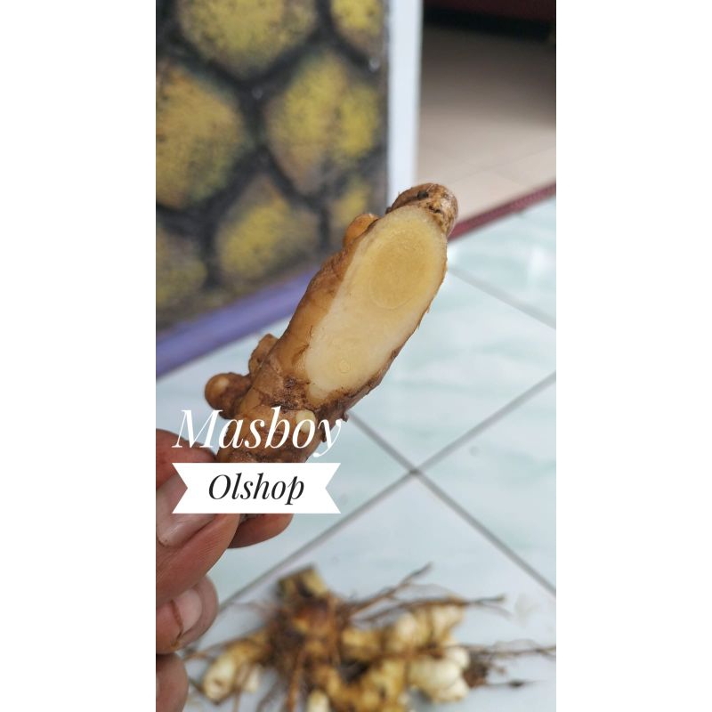 

1 Kg Kunyit Putih Segar / Koneng Bodas Fresh