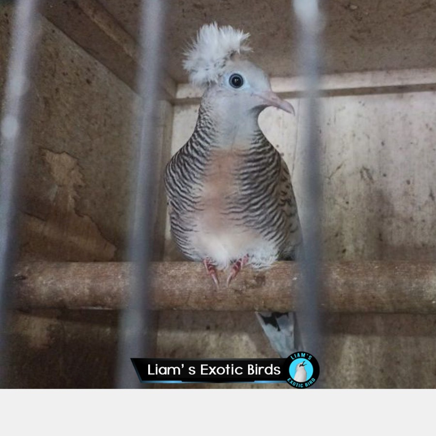 Burung Perkutut Silver Jambul Dewasa Katuranggan Songgo Ratu