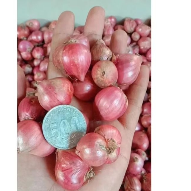 

bawang merah 1kg
