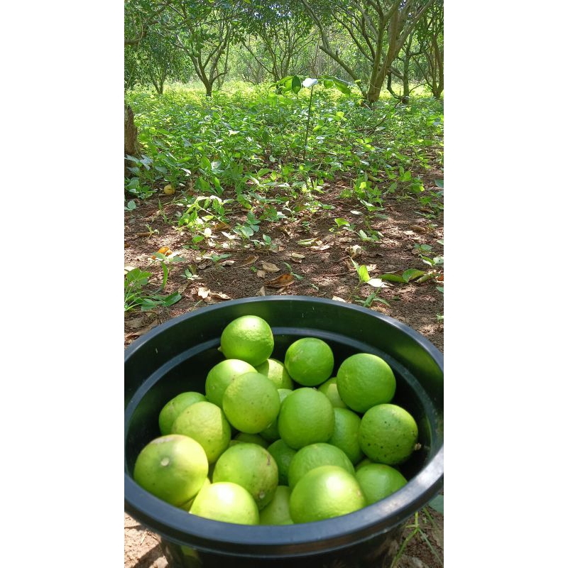 

Jeruk Nipis Segar Langsung metik dari kebun