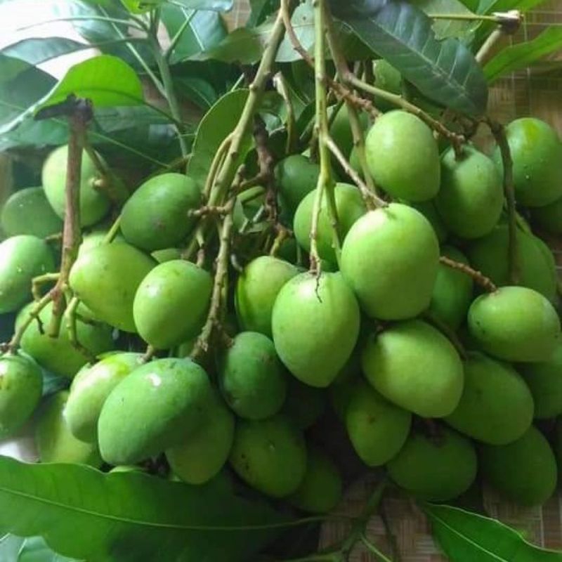 

JUAL MANNGA MUDA KILOAN MURAH