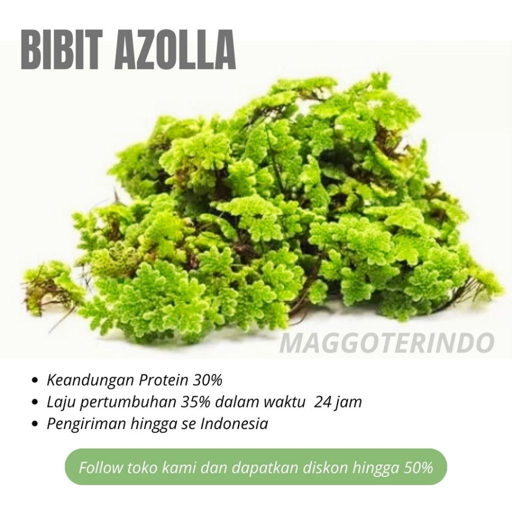 Bibit Azolla Microphylla Super 500gr - Pakan Alternatif Ikan Nila & Unggas - Benih Azola Segar Murah