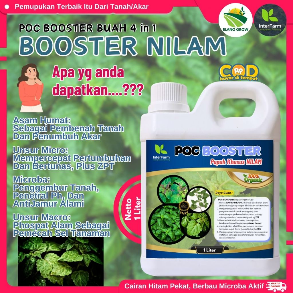 Pupuk Nilam Penambah Minyak, Pupuk tanaman Nilam, Pupuk Cair Nilam , Nutrisi Tanaman Nilam ELANOGROW