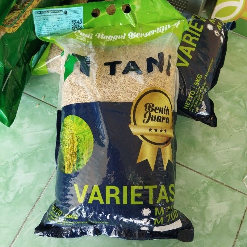 padi m70D padi genjah ( umur cepat )