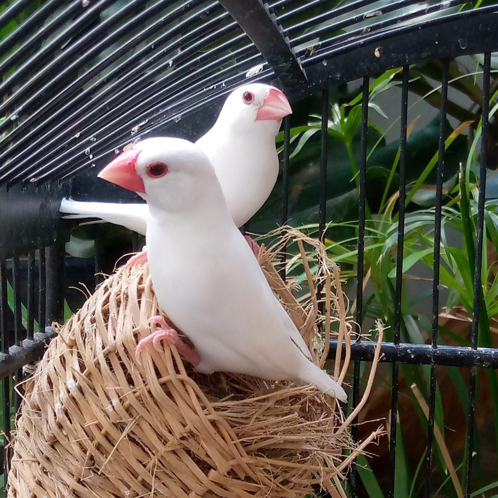 Gelatik Putih Sepasang Pilihan Dewasa Siap Breeding