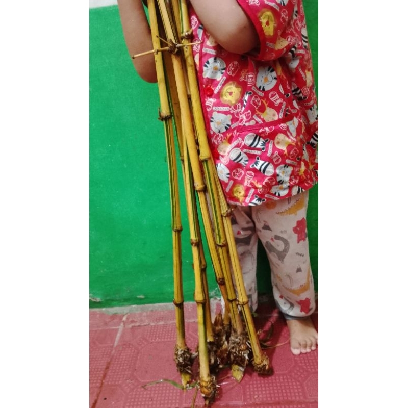 bambu kuning 1 meter 10 pohon