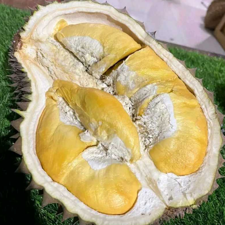 

durn montong seris thailand (montong Kaniy)