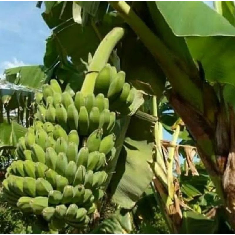 

pisang kepok kuning tua di pohon 1 sisir isi lebih dari sekilo