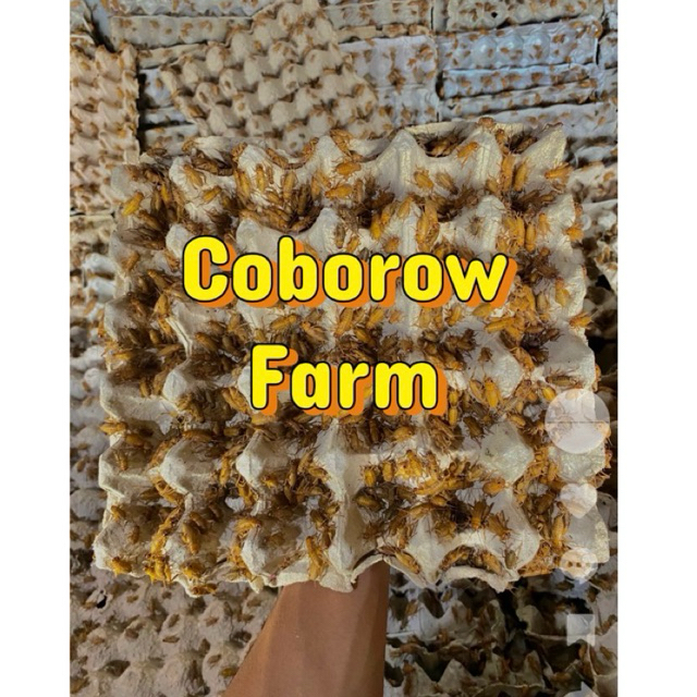 Telur jangkrik madu 500 GRAM TELUR JANGKRIK MADU KUNYIT murni 98%