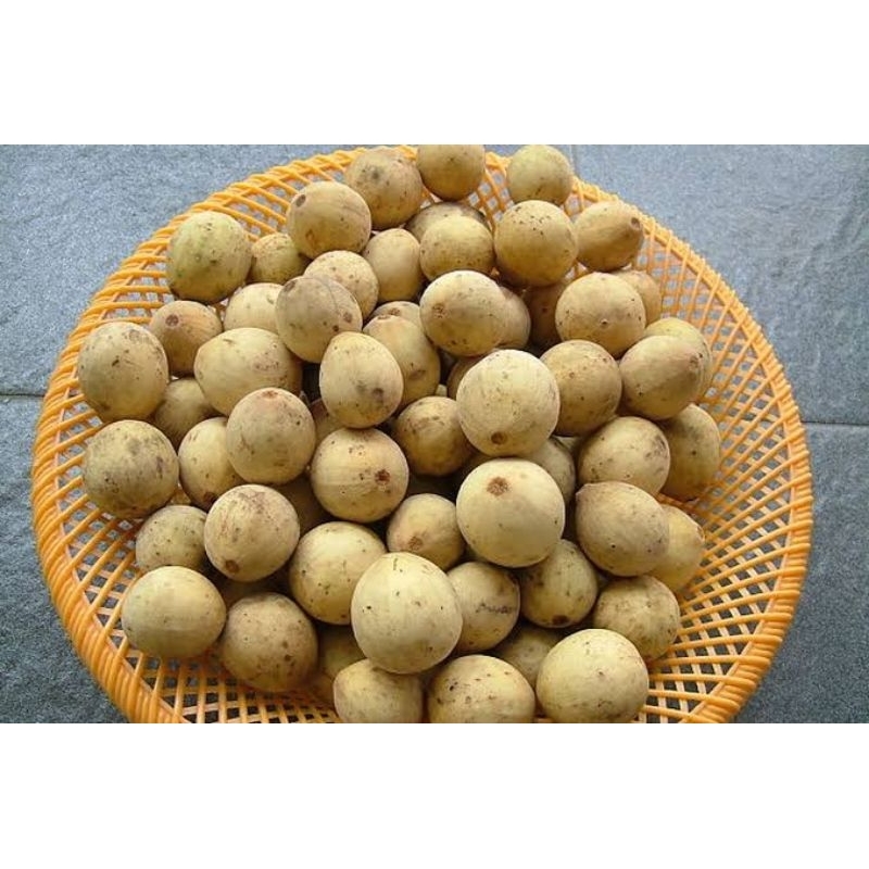 

DUKU MANIS 1 KG