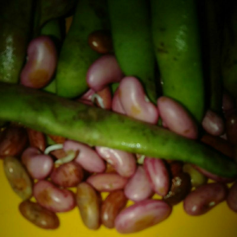 

Kacang Merah Kidneybean segar