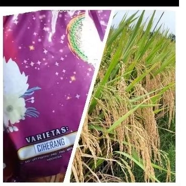 Benih Padi Unggul Ciherang C2 Cap Angsa Banyuwangi kemasan 5kg
