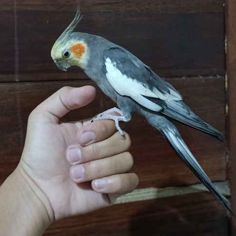Burung Cockatiel Falk Parkit Australia Warna Grey Jinak Total