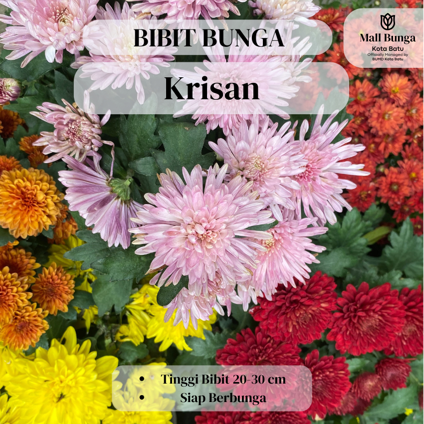 Bibit Tanaman Bunga Krisan merah kuning orange ungu putih siap berbunga 20-30 cm