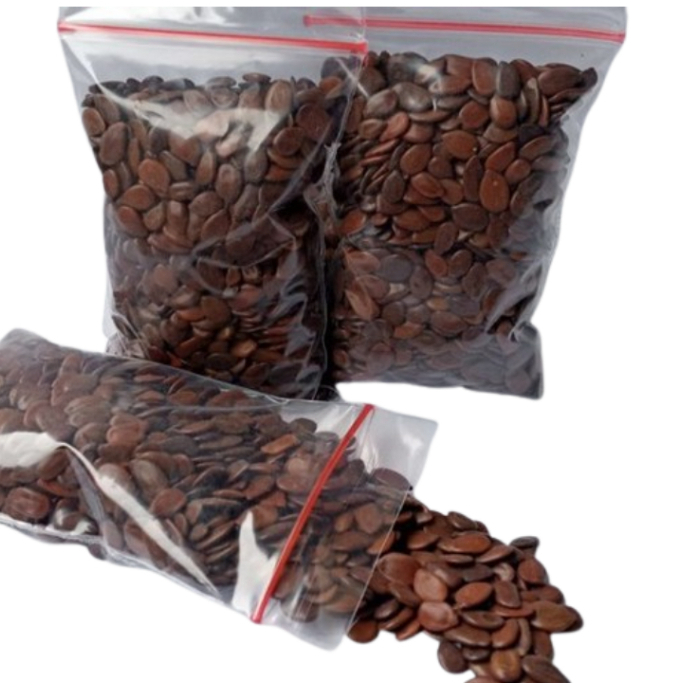 Benih Lamtoro Taramba Pakan Ternak Sumber Protein