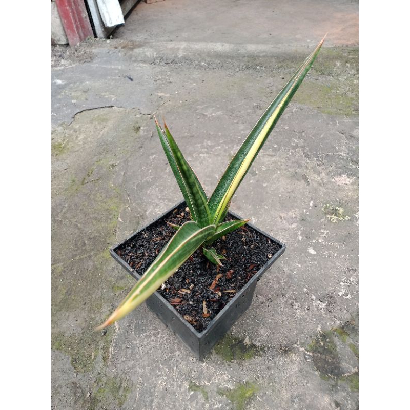 Sansivera Downsi Varigata