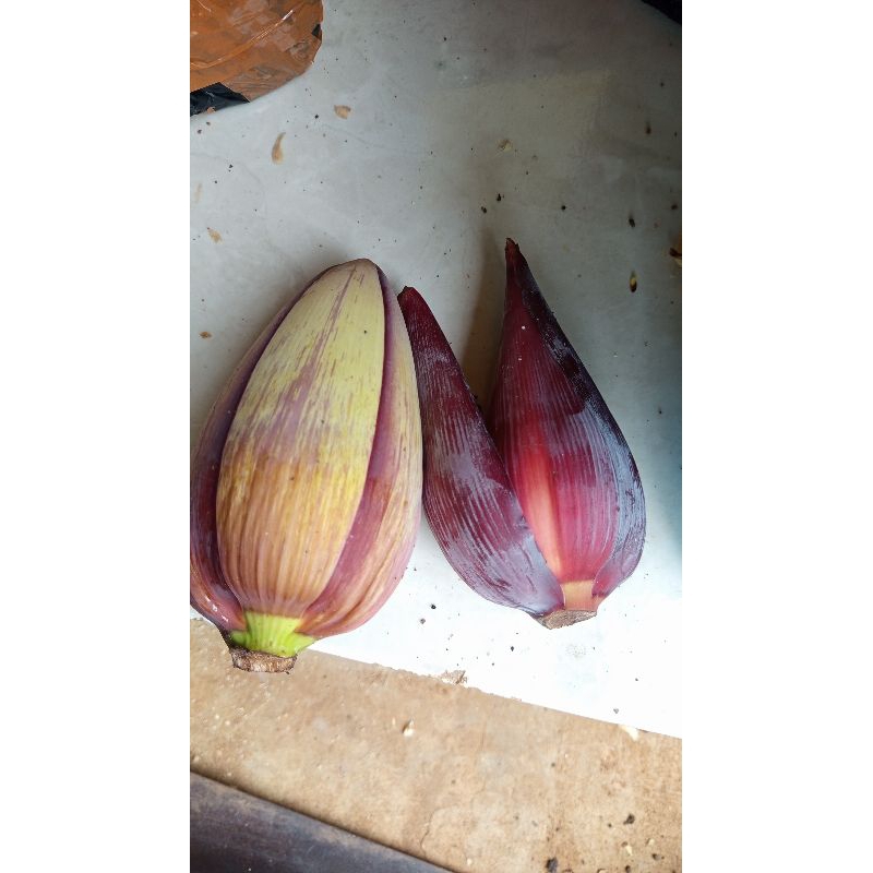 

Jantung pisang bisa dibuat opor/santen langsung petik