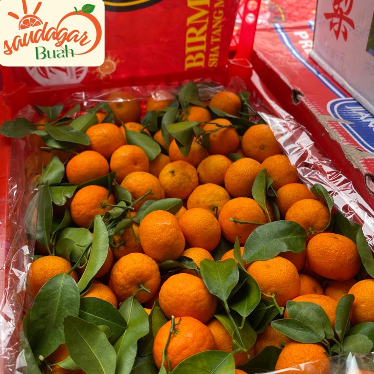 

Update BUAH JERUK SANTANG MADU BIRMA MANIS FRESH 5GR