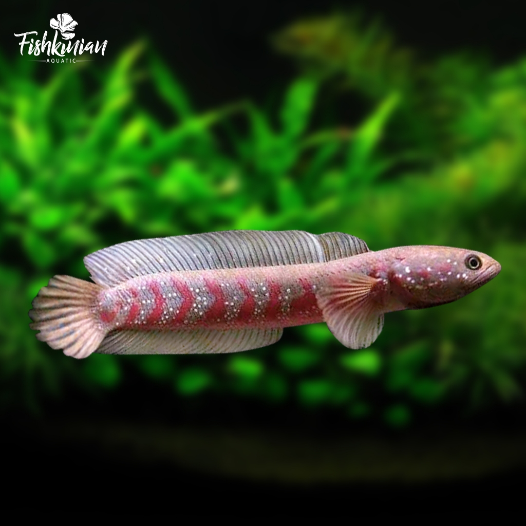 Ikan Channa Asiatica RS GRADE A