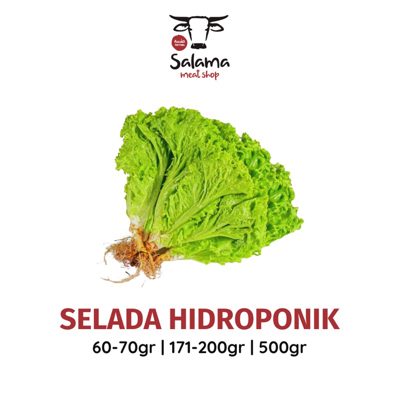 

Selada Salama (1pack) Kemasan Ekonomis