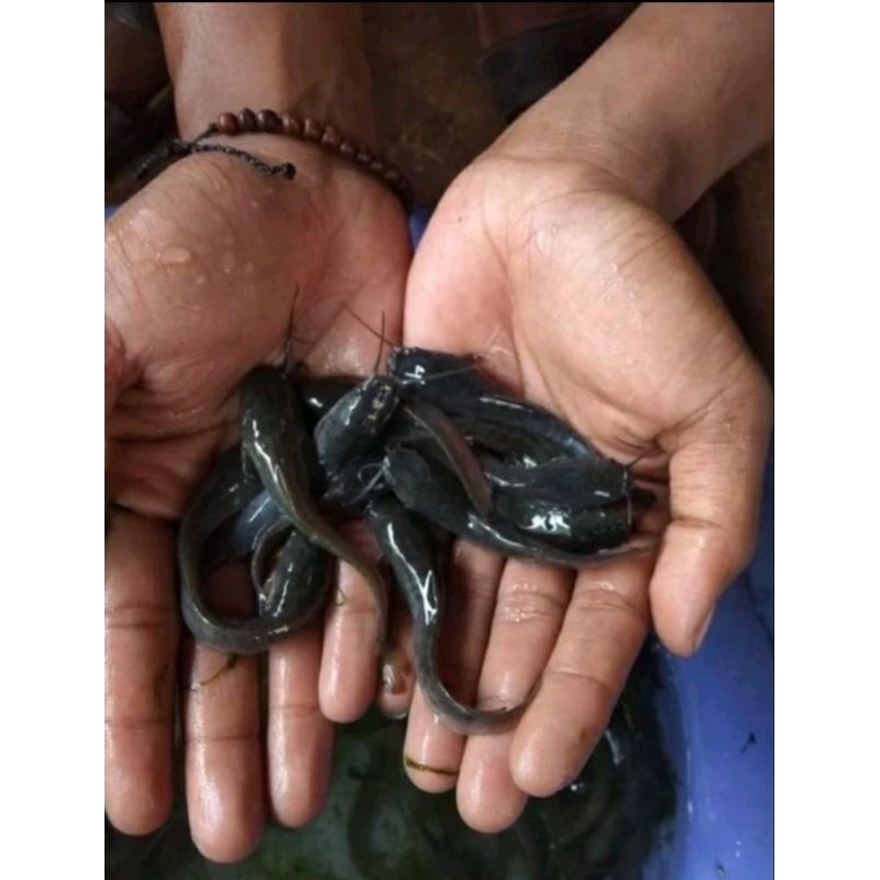 Bibit ikan lele sangkuriang dan mutiara 8cm