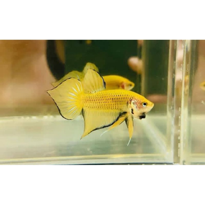 cupang alam wildbetta splendens yellow