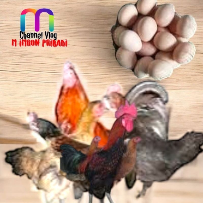 

IMRON PRIBADI Paket 4 Pcs TELUR FERTIL AYAM KUB2 Jalur PEDAGING Kwalitas Super Jaminan Menetas Hasil Peternak Profesional