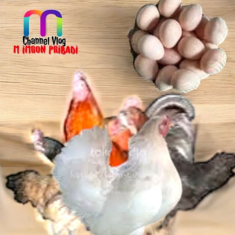 

IMRON PRIBADI Paket 12 Pcs TELUR FERTIL AYAM KUB2 Jalur PEDAGING Kwalitas Super Jaminan Menetas Hasil Peternak Profesional