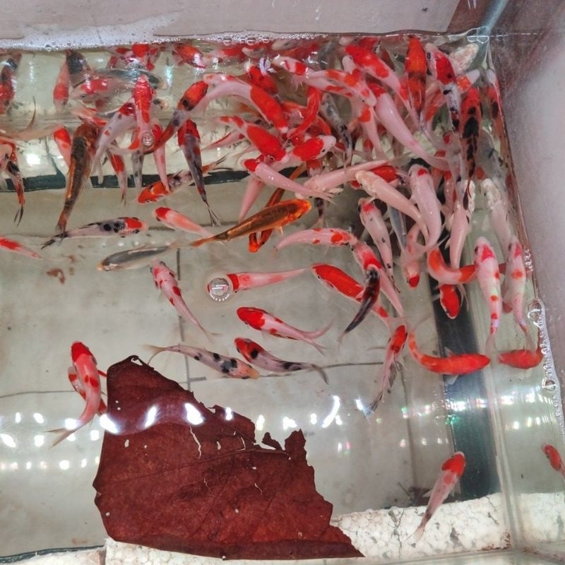 bibit koi blitar size 7-8 cm grade a