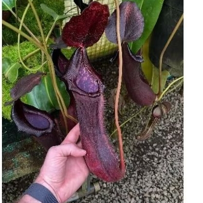 

boschiana x lowii BE