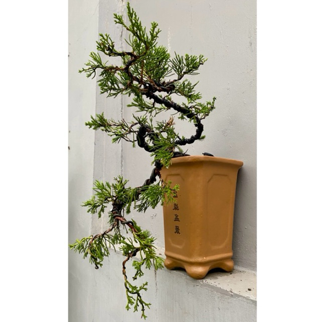 Bonsai cemara cascade